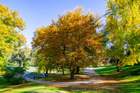 Autumn colored trees in a park in Madrid on a clear blue day in Spain. Europe. Photography.の写真素材