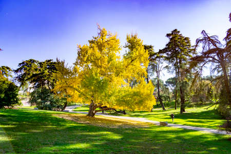 Autumn colored trees in a park in Madrid on a clear blue day in Spain. Europe. Photography.の写真素材