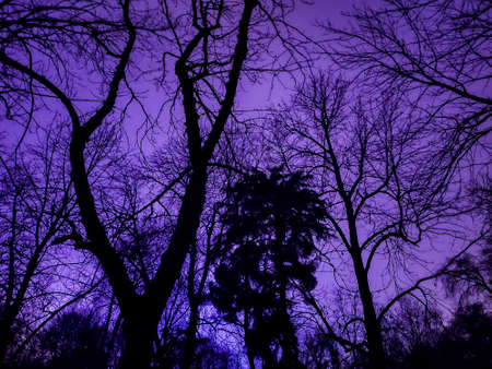 Terrifying purple sky with shadows from tree branches in Retiro Park in Madrid, Spain. Europe. Horizontal photography.の写真素材
