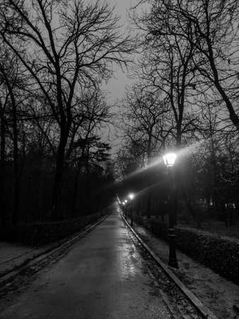 Lonely path on a gray and rainy day in the light of the streetlights in a park in Madrid next to the bare and leafless trees, in Spain. Europe. Vertical photography.の写真素材