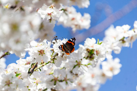 Butterfly on flowers. Atalanta butterfly (Vanessa atalanta) on the white flowers of almond trees in...