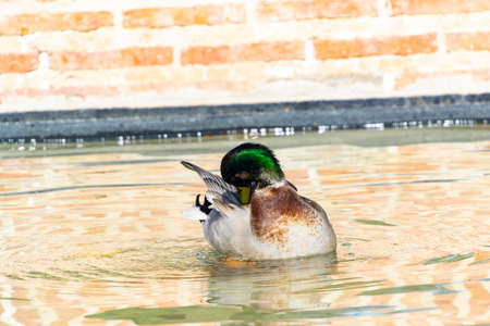 Duck swimming in a pond. Bird in the park of El Retiro in Madrid, in Spain. Landscape photography.の写真素材