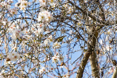 Blue Tit (Cyanistes caeruleus). Bird on the branch of a white flowering almond tree on a clear day and blue sky in El Retiro park in Madrid, Spain. Europe. Horizontal photography.の写真素材