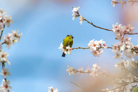 Blue Tit (Cyanistes caeruleus). Bird on the branch of a white flowering almond tree on a clear day and blue sky in El Retiro park in Madrid, Spain. Europe. Horizontal photography.の写真素材