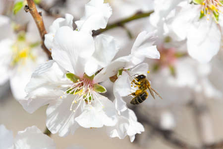 Bee perched on the pistil and stamens of the white flower of the almond tree in El Retiro park in Madrid, Spain. Europe. Horizontal photography.の素材 [FY310181838603]