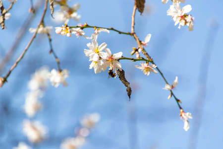 Bumblebee perched on the pistil and stamens of the white flower of the almond tree in El Retiro park in Madrid, Spain. Europe. Horizontal photography.の写真素材