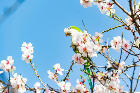 Monk parakeet perched on the branch of the almond tree full of white flowers while plucking some...