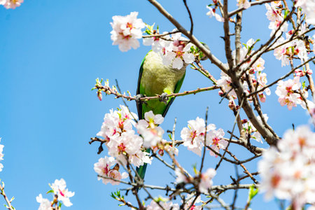 Monk parakeet perched on the branch of the almond tree full of white flowers while plucking some...