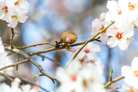 Almond blossoms. Almond tree full of white flowers on its branches close to spring in El Retiro park in Madrid on a clear day and blue sky, in Spain. Europe. Horizontal photography.の写真素材
