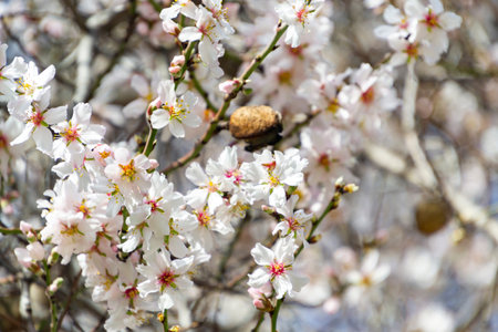 Almond blossoms. Almond tree full of white flowers on its branches close to spring in El Retiro park...