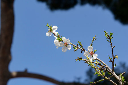 Almond blossoms. Almond tree full of white flowers on its branches close to spring in El Retiro park...