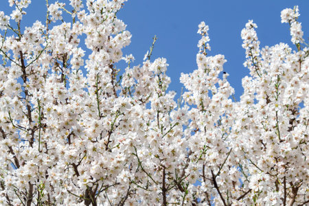 Almond blossoms. Almond tree full of white flowers on its branches close to spring in El Retiro park...