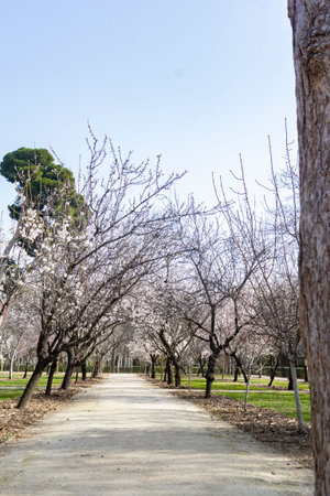 Path with almond trees on the sides full of white flowers in the proximity of spring in the El...