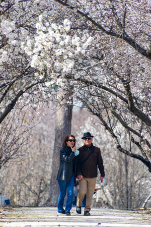 Couple strolling surrounded by white flowers of almond trees in full bloom in spring in El Retiro park in Madrid, in Spain. Europe. Portrait photography.のeditorial素材