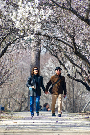Couple strolling surrounded by white flowers of almond trees in full bloom in spring in El Retiro park in Madrid, in Spain. Europe. Portrait photography.のeditorial素材