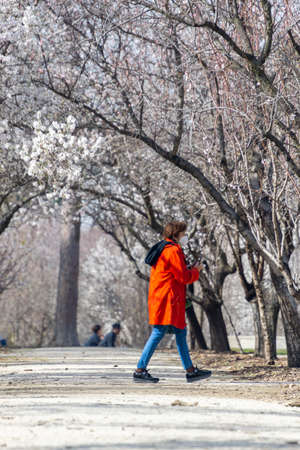 Woman surrounded by white flowers of almond trees in full bloom in spring in El Retiro park in Madrid, in Spain. Europe. Portrait photography.のeditorial素材