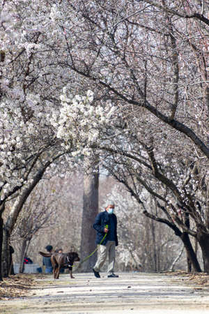 Man with dog walking surrounded by white flowers of almond trees in full bloom in spring in El Retiro park in Madrid, in Spain. Europe. Portrait photography.のeditorial素材