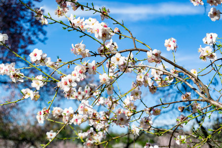 Flower. The Quinta de los Molinos park in Madrid in full bloom of spring almond and cherry trees...