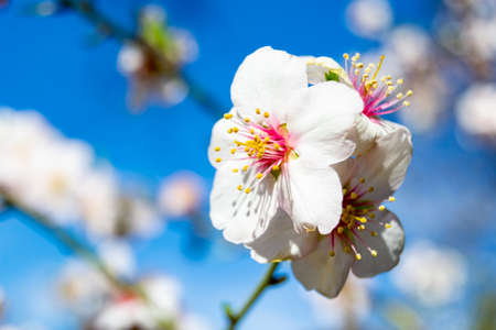 Flower. The Quinta de los Molinos park in Madrid in full bloom of spring almond and cherry trees with white and pink flowers, in Spain. Europe. Horizontal photography.の写真素材