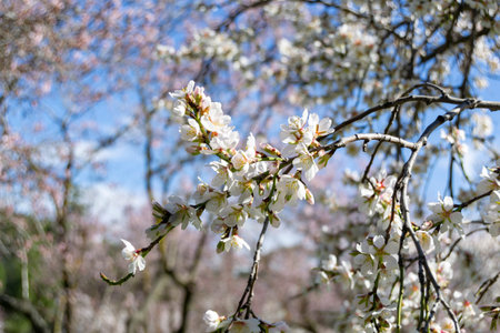 Flower. The Quinta de los Molinos park in Madrid in full bloom of spring almond and cherry trees...