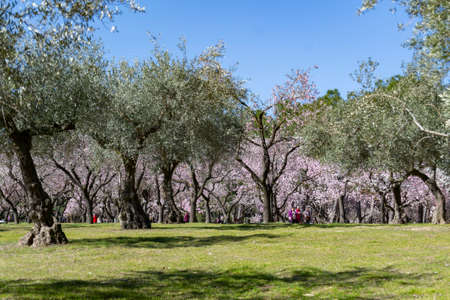MADRID, SPAIN - FEBRUARY 18, 2022. The Quinta de los Molinos park in Madrid in full bloom of spring almond and cherry trees with white and pink flowers on a clear day, in Spain. Europe. Photography.のeditorial素材