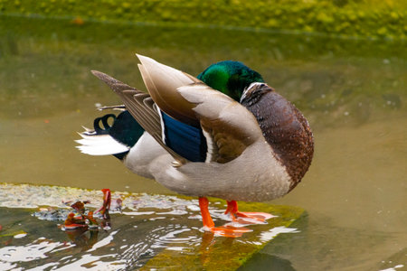 Duck. Colorful male duck (Anas platyrhynchos) resting in the water of a pond in El Retiro Park in Madrid, in Spain. Europe. Photography.の写真素材