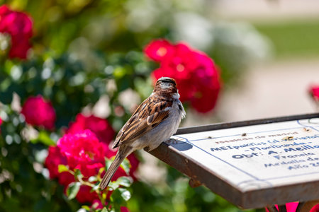 Sparrow. Flowers. Brown sparrow on the sign of the flowers and roses of the rose garden park of the Parque del Oeste in Madrid. Background full of colorful flowers. Spring print. InSpain. Photographyの写真素材