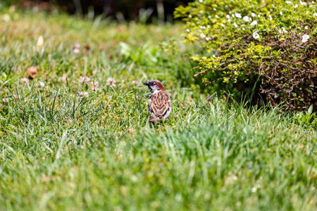 Sparrow. Brown sparrow on the green lawn of the Parque del Oeste rose garden in Madrid. Background...