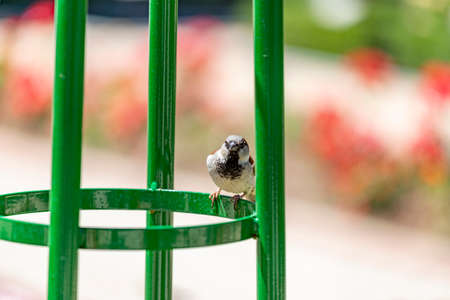 Sparrow. Brown sparrow leaning on a railing in the rose garden park of Parque del Oeste in Madrid. Background full of colorful flowers. Spring print. InSpain. Europe. Photography.の写真素材