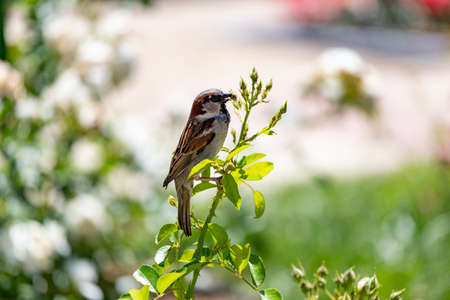 Sparrow. Brown sparrow eating insects in the park of the Rosaleda del Parque del Oeste in Madrid. Background full of colorful flowers. Spring print. InSpain. Europe. Photography.の写真素材