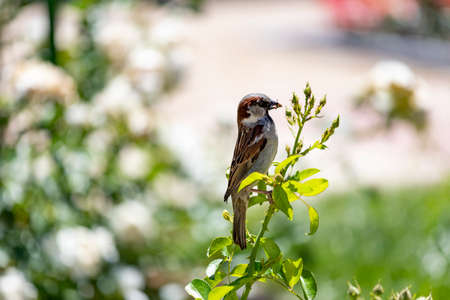 Sparrow. Brown sparrow eating insects in the park of the Rosaleda del Parque del Oeste in Madrid. Background full of colorful flowers. Spring print. InSpain. Europe. Photography.の写真素材