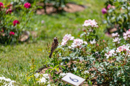 Sparrow. Brown sparrow eating insects in the park of the Rosaleda del Parque del Oeste in Madrid. Background full of colorful flowers. Spring print. InSpain. Europe. Photography.の写真素材