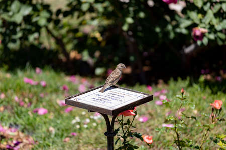 Sparrow. Brown sparrow eating insects in the park of the Rosaleda del Parque del Oeste in Madrid. Background full of colorful flowers. Spring print. InSpain. Europe. Photography.の写真素材