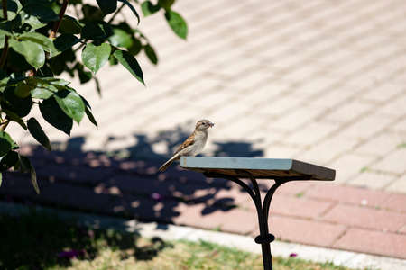 Sparrow. Brown sparrow eating insects in the park of the Rosaleda del Parque del Oeste in Madrid. Background full of colorful flowers. Spring print. InSpain. Europe. Photography.の写真素材