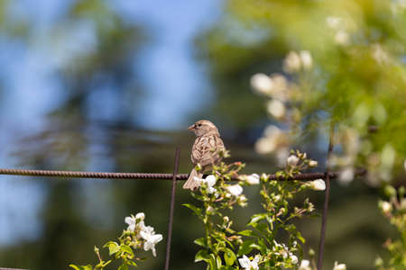 Sparrow. Brown sparrow on a fence in the park of the Rosaleda del Parque del Oeste in Madrid. Background full of colorful flowers. Spring print. InSpain. Europe. Photography.の写真素材