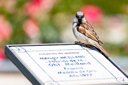 Sparrow. Brown sparrow on a plaque with text in the Parque del Oeste rose garden in Madrid. Background full of colorful flowers. Spring print. InSpain. Europe. Photography.の写真素材