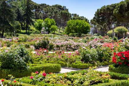 Flowers. Photography full of flowers of different colors in the park of the rose garden of the Parque del Oeste in Madrid. Background full of colorful flowers. Spring print. InSpain. Europe. Photo.の写真素材