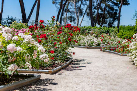 Flowers. Dirt road full of flowers of different colors in the park of the rose garden of the Parque del Oeste in Madrid. Background full of colorful flowers. Spring print. InSpain. Europe. Photo.の写真素材