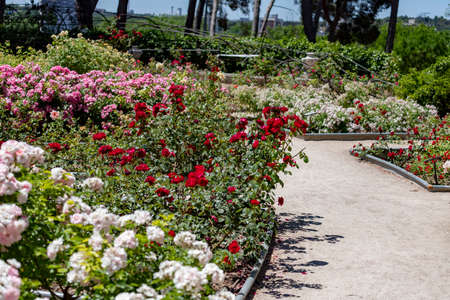 Flowers. Dirt road full of flowers of different colors in the park of the rose garden of the Parque del Oeste in Madrid. Background full of colorful flowers. Spring print. InSpain. Europe. Photo.の写真素材