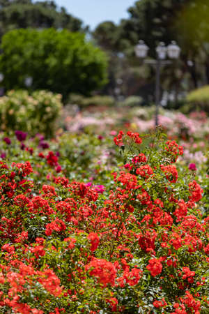 Flowers. Red flowers with background flowers of different colors in the park of the rose garden of the Parque del Oeste in Madrid. Background full of colorful flowers. Spring print. InSpain. Europe.の写真素材