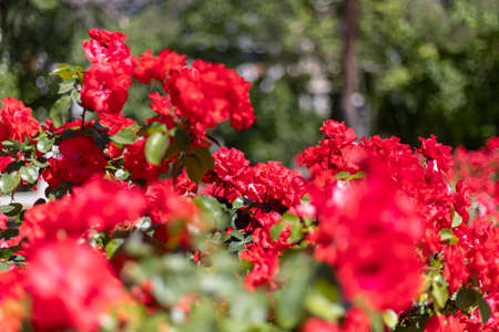 Flowers. Red flowers with background flowers of different colors in the park of the rose garden of the Parque del Oeste in Madrid. Background full of colorful flowers. Spring print. InSpain. Europe.の写真素材