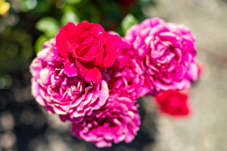Flowers. Pink flowers with background flowers of different colors in the park of the Rosaleda del...