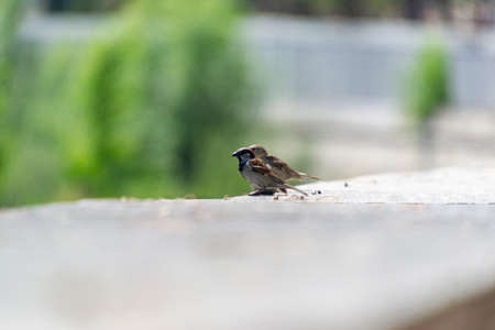 Sparrow. Ave. Brown colored sparrows flying over the Manzanares River in Madrid RÃ­o, a park in the city of Madrid, in Spain. Europe. Horizontal photography.の写真素材
