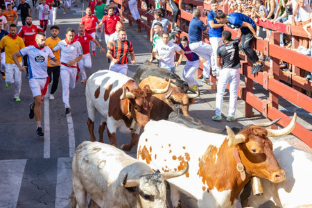 Running of the bulls. Bull's. Bull runs. Encierro that is celebrated in the town of San Sebastian de los Reyes, in Madrid. Final route next to the bullring. Bullfight. MADRID, SPAINの写真素材