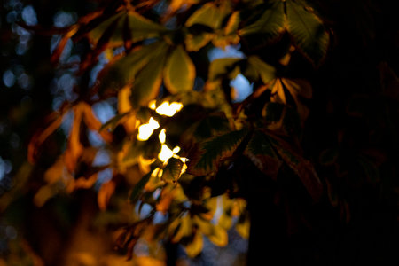 Fail. Autumn branches in the Retiro Park in the city of Madrid with the leaves of the trees in...