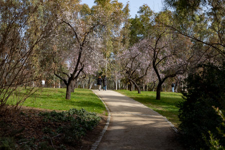 Quinta de los Molinos. Flower. Spring. Community of Madrid park at the time of the flowering of almond and cherry trees in the streets of Madrid, in Spain. Spring 2023.の写真素材