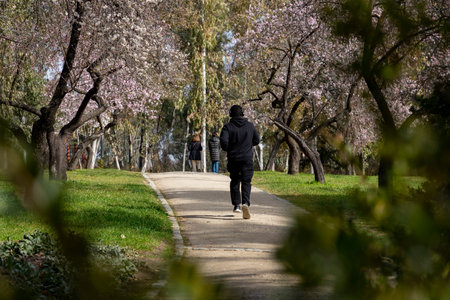 Quinta de los Molinos. Flower. Spring. Community of Madrid park at the time of the flowering of...