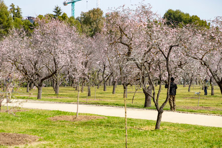 Quinta de los Molinos. Flower. Spring. Community of Madrid park at the time of the flowering of almond and cherry trees in the streets of Madrid, in Spain. Spring 2023.の写真素材