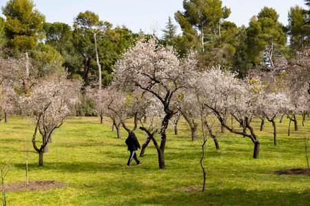 Quinta de los Molinos. Flower. Spring. Community of Madrid park at the time of the flowering of almond and cherry trees in the streets of Madrid, in Spain. Spring 2023. MADRIDのeditorial素材