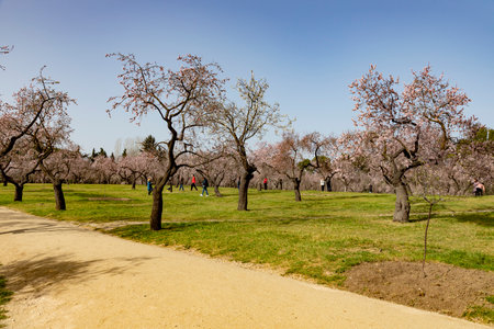 Quinta de los Molinos. Flower. Spring. Community of Madrid park at the time of the flowering of almond and cherry trees in the streets of Madrid, in Spain. Spring 2023. MADRIDのeditorial素材
